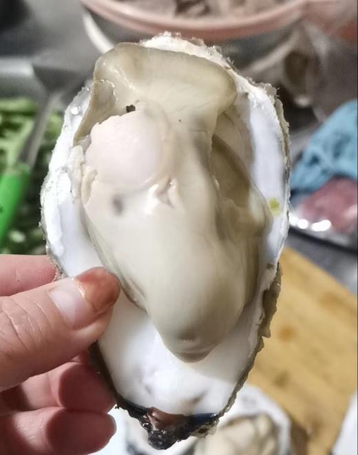 【年夜饭必备】长海县獐子岛大生蚝，单个3两/5+以上，又肥又鲜，生长海域纯净无污染，全国顺丰包邮偏远地区除外。 商品图1