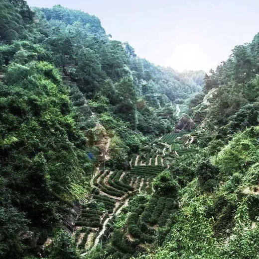 一剑十年大红袍（武夷岩茶） 商品图4