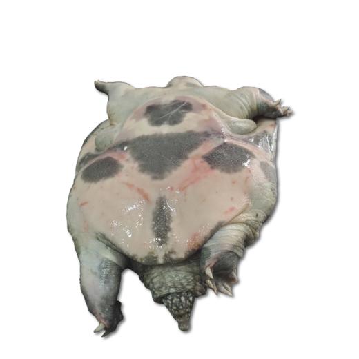 鲜活沙鳖子BB仔(处理需加工费) /斤 商品图2