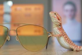  太阳镜，就是要超大的！ 