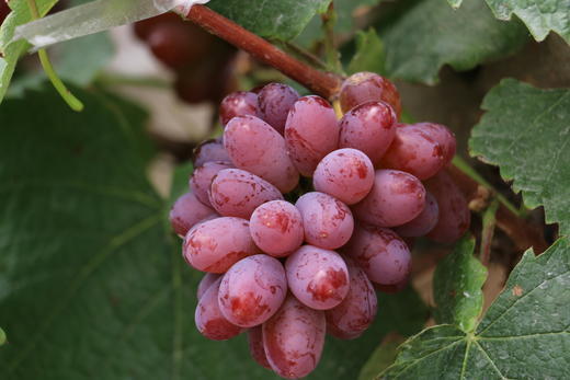 传伦葡萄 6斤礼盒装 马陆精品葡萄 商品图5