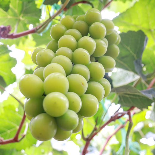 【顺丰空运/中通冷链】云南香印青提·阳光玫瑰葡萄 3/4斤颗粒装 3斤串装 阳光玫瑰香印青提 商品图3