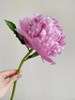 艾莉精品芍药花5支 商品缩略图4