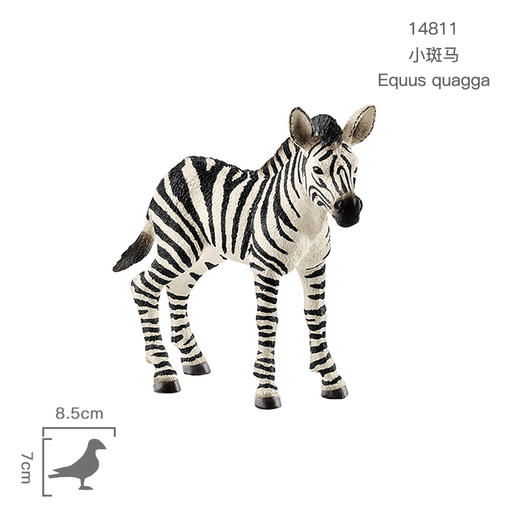 思乐  小斑马  SCHC14811 商品图1