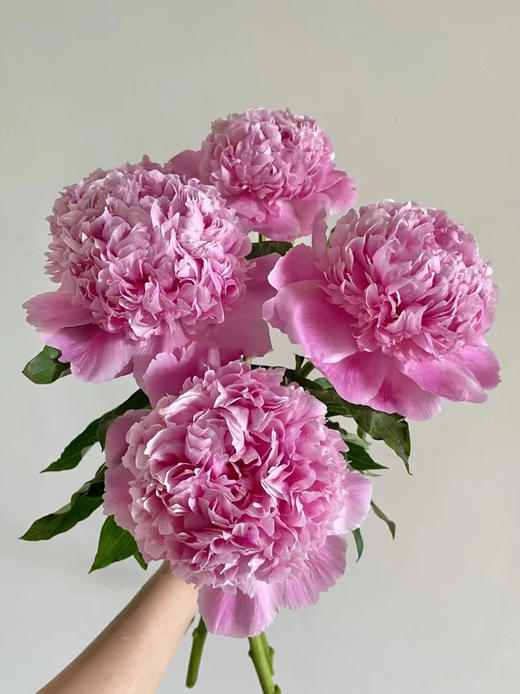 艾莉精品芍药花5支 商品图0