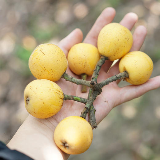 吃起来软甜软甜的塘栖白沙枇杷今年产量低且吃且珍惜