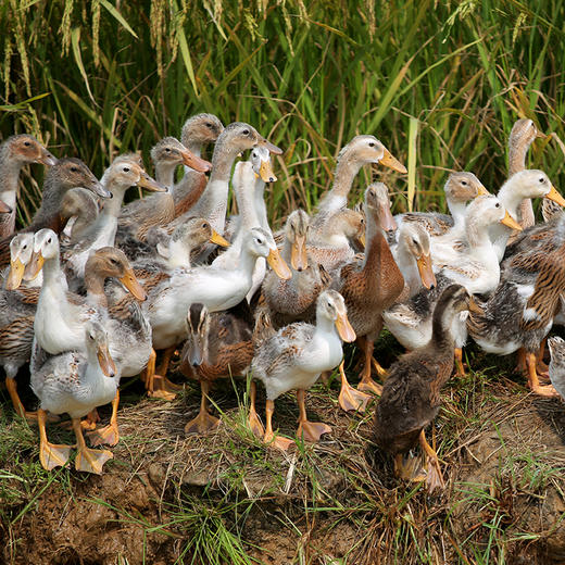 生态散养肉鸭子1只  真空鲜直达 2.6斤以上 商品图2