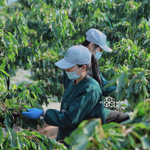 【艺树家】艺树家，俄8黑珍珠樱桃，国内最佳樱桃品种，口感甜浓不单调有回味，有幸福感！ 商品图8