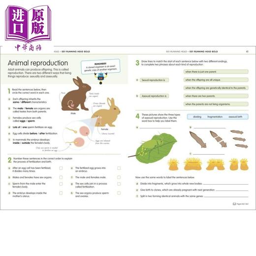 【中商原版】Science Technology and Engineering Workbook  DK 科学 技术 工程手册 7-10岁 KS2 STEM课程学习 英文儿童教辅 商品图4
