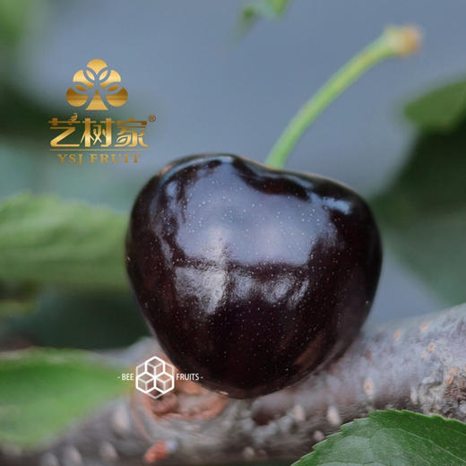 【艺树家】艺树家，俄8黑珍珠樱桃，国内最佳樱桃品种，口感甜浓不单调有回味，有幸福感！ 商品图6
