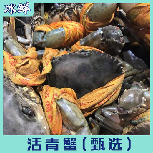 活青蟹（公，母）【死了包赔】 商品图3