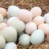 谷宝生态土鸡蛋30枚礼盒装 商品缩略图4