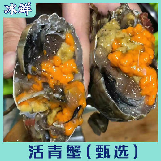 活青蟹（公，母）【死了包赔】 商品图2