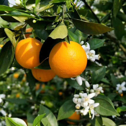 【瓣瓣橙香】湖南清山橙 5斤中果/大果彩箱 8斤大果礼盒装 商品图0