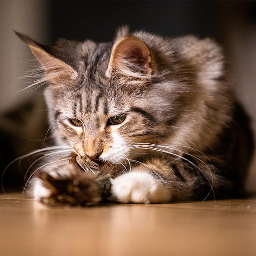 GiGwi贵为 猫玩具 羽毛猫草压缩逗猫棒 耐咬猫草 猫玩具 商品图1