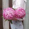艾莉精品芍药花5支 商品缩略图3