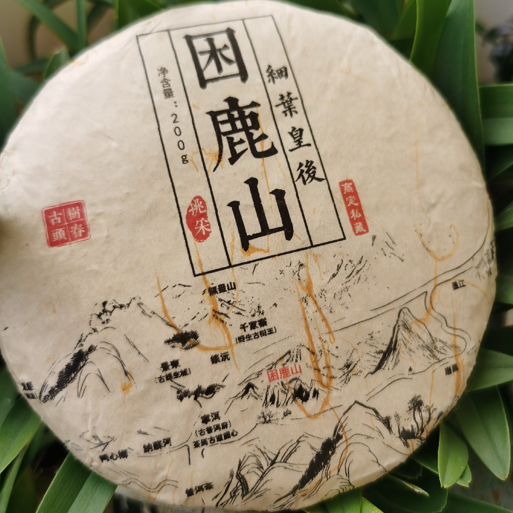 皇家贡茶！细叶皇后！以雅见长！——2022年困鹿山古树头春挑采200g