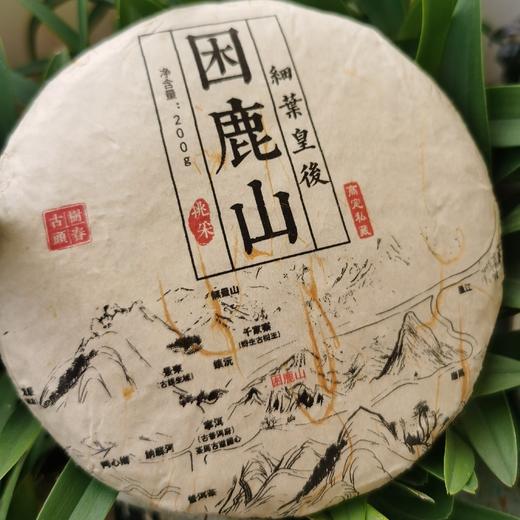 皇家贡茶！细叶皇后！以雅见长！——2022年困鹿山古树头春挑采200g 商品图0
