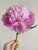 艾莉精品芍药花5支 商品缩略图5