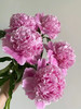 艾莉精品芍药花5支 商品缩略图1