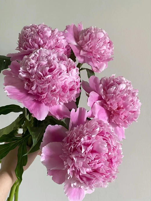 艾莉精品芍药花5支 商品图1