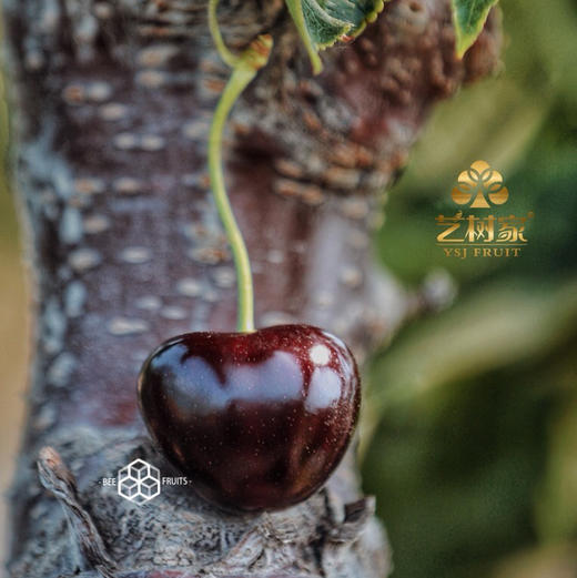 【艺树家】艺树家，俄8黑珍珠樱桃，国内最佳樱桃品种，口感甜浓不单调有回味，有幸福感！ 商品图9