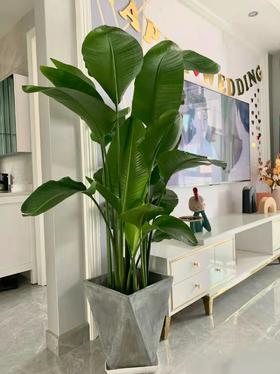 电视机柜旁边摆放天堂鸟，原来可以这么好看！