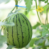 北京庞各庄西瓜 2颗彩箱装/4颗家庭装【京东包邮】72小时发货 商品缩略图2