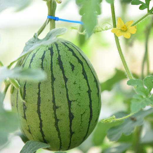 北京庞各庄西瓜 2颗彩箱装/4颗家庭装【京东包邮】72小时发货 商品图2