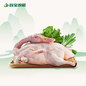 生态散养肉鸭子1只  真空鲜直达 2.6斤以上