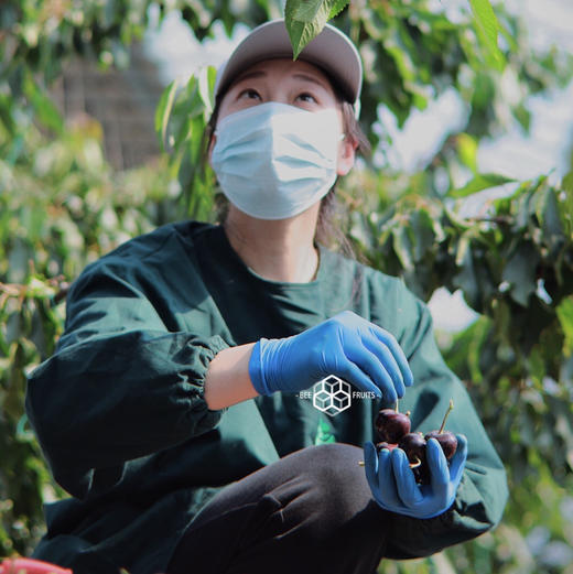 【艺树家】艺树家，俄8黑珍珠樱桃，国内最佳樱桃品种，口感甜浓不单调有回味，有幸福感！ 商品图7