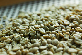 什么是咖啡生豆？
