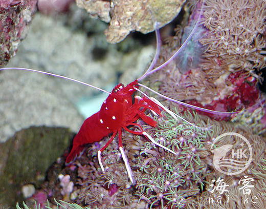 印尼火焰虾 商品图5