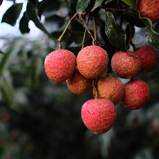 广东白糖罂荔枝白润如玉 柔滑爽口 3斤/5斤/10斤家庭装【顺丰空运】 商品图2