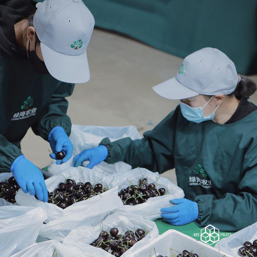 【艺树家】艺树家，俄8黑珍珠樱桃，国内最佳樱桃品种，口感甜浓不单调有回味，有幸福感！ 商品图10