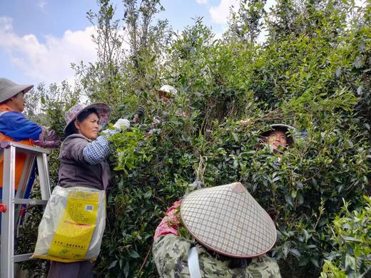 皇家贡茶！细叶皇后！以雅见长！——2022年困鹿山古树头春挑采200g 商品图8