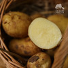 生态土豆（河南） | 合作生产*Eco-potato | Coproduction 商品缩略图0