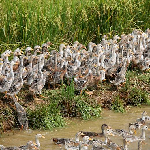 生态散养肉鸭子1只  真空鲜直达 2.6斤以上 商品图3