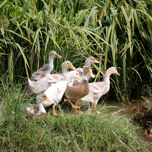 生态散养肉鸭子1只  真空鲜直达 2.6斤以上 商品图4