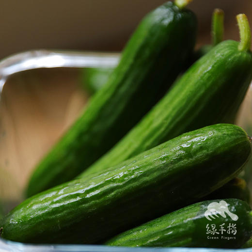 生态蔬菜（四川，陆运）| 合作生产* Ecological vegetable | Coproduction 商品图2