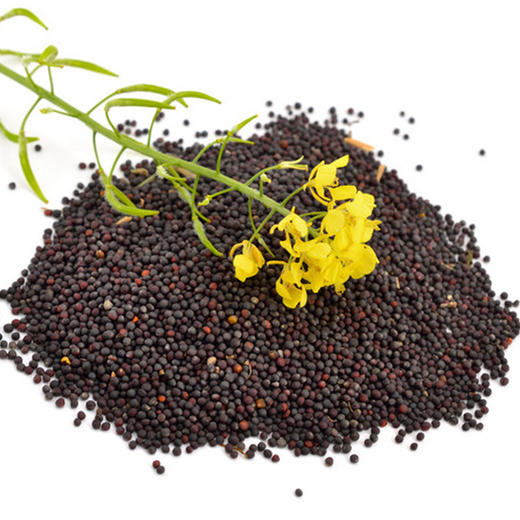 西藏高原菜籽油   直孔白琼菜籽油    1桶2.5L 商品图2