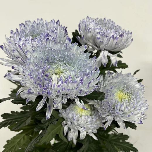 丰岛牡丹菊-薰衣草紫 商品图0