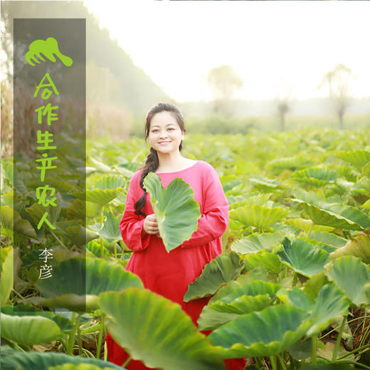 生态蔬菜箱（北京）| 合作生产* Ecological vegetable box | Coproduction 商品图1