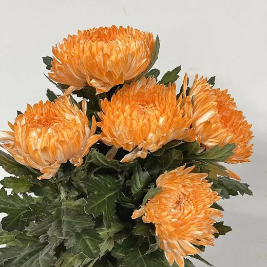 丰岛牡丹菊-橙色 商品图0