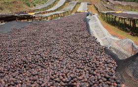 什么是日晒处理法？