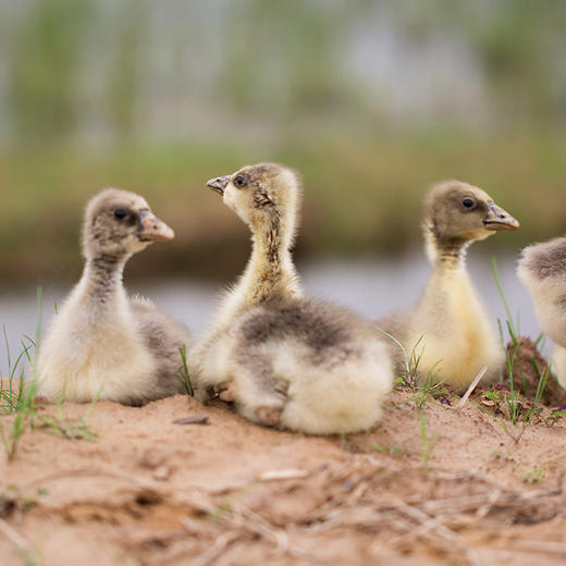 生态散养肉鸭子1只  真空鲜直达 2.6斤以上 商品图1