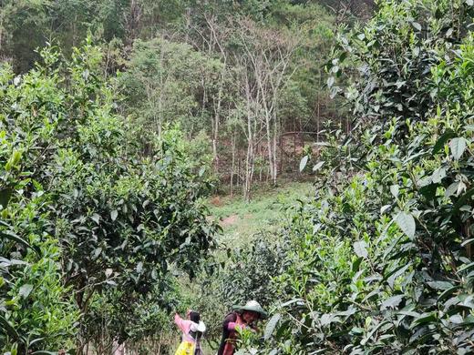 皇家贡茶！细叶皇后！以雅见长！——2022年困鹿山古树头春挑采200g 商品图7