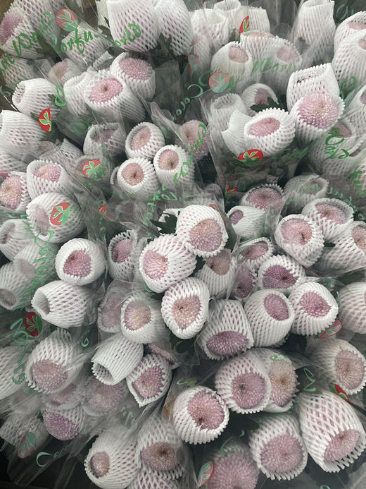 【乒乓菊】粉色  约10枝/扎 商品图8