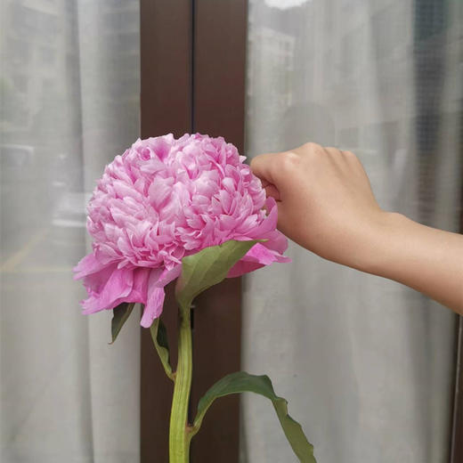 艾莉精品芍药花5支 商品图2