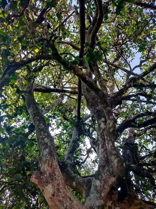 皇家贡茶！细叶皇后！以雅见长！——2022年困鹿山古树头春挑采200g 商品图9